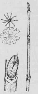 Fig. 226. Shepherdia argentea