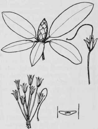 Fig. 243. Rhododendron catawbiense