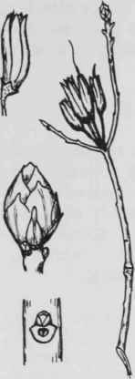 Fig. 244. Rhododendron canadense