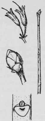 Fig. 245. Rhododendron calendulaceum