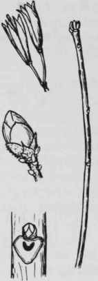 Fig. 246. Rhododendron nudiflorum