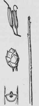 Fig. 247. Rhododendron roseum