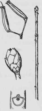 Fig. 248. Rhododendron viscosum