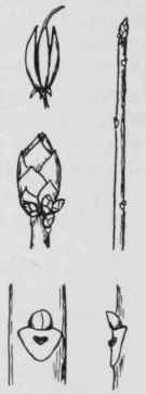 Fig. 249. Rhododendron arborescens