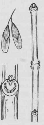 Fig. 279. Fraxinus quadrangulata