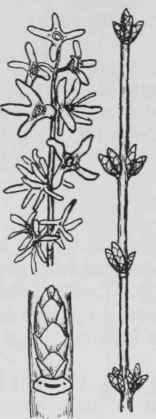 Fig. 282. Forsythia viridissima