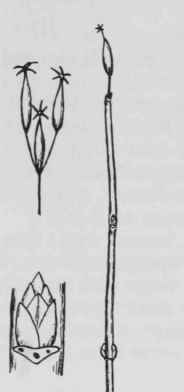 Fig. 293. Diervilla lonicera