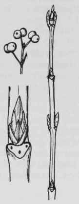Fig. 294. Lonicera tatarica