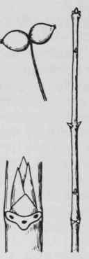 Fig. 295. Lonicera canadensis