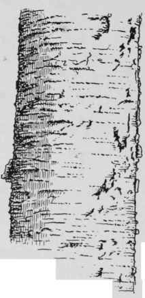 Fig. 3 BARK OF YELLOW BIRCH