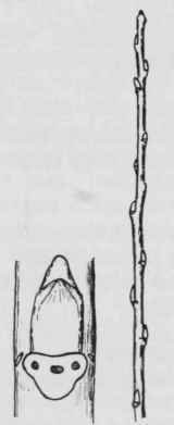 Fig. 33. Populus nigra italica
