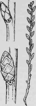 Fig. 36. Myrica gale