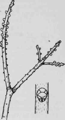 Fig. 37. Myrica pensylvanica