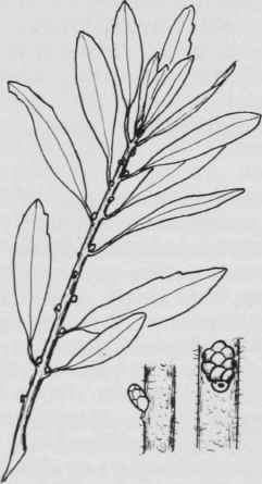 Fig. 38. Myrica cerifera