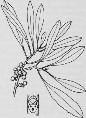 Fig. 39. Myrica pusilla
