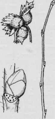 Fig. 49. Corylus americana