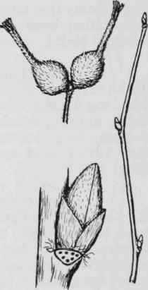 Fig. 50. Corylus cornuta