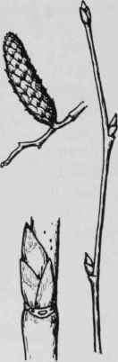 Fig. 53. Befula lenta