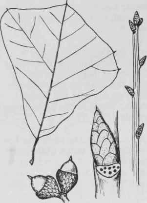 Fig. 79. Quercus marilandica