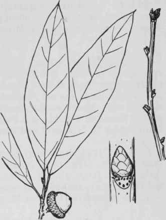 Fig. 80. Quercus imbricaria