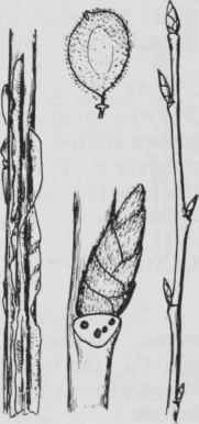 Fig. 83. Ulmus thomasi