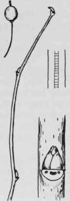 Fig. 85. Celtis occidentais