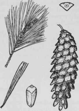Fig. 9. Pinus strobus