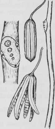 Fig. 93. Aristolochia durior