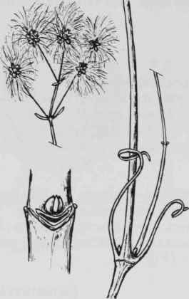 Fig. 94. Clematis virginiana