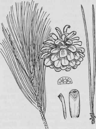 Fig. II. Pinus nigra