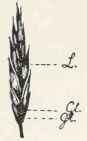Fig. 3. Spikelet of Awnhss Brome Grass. Natural size. Gl. Sterile glumes. L.   Lemma.