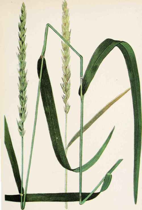 Plate 16. VIRGINIAN LYME GRASS. (Elymus virginicus a.).