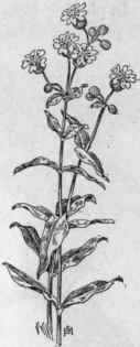 Fig. 100.  Bladder Campion (Silene lati folia). X 1/3