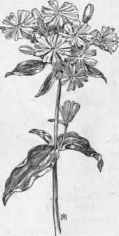 Fig. 101.   Bouncing Bet (Saponaria officinalis). X 1/3.