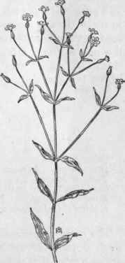 Fig. 102.   Cow Cockle (Saponaria Vaccaria). X 1/4.