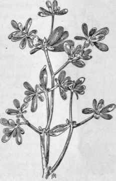 Fig. 103.   Purslane (Portulaca ole racea). X 1/2.
