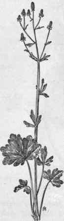 Fig. 104.   Cursed Crowfoot (Ranunculus sceleratus). X 1/4