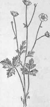 Fig. 107.   Creeping Buttercup (Ranunculus repens). X1/3.