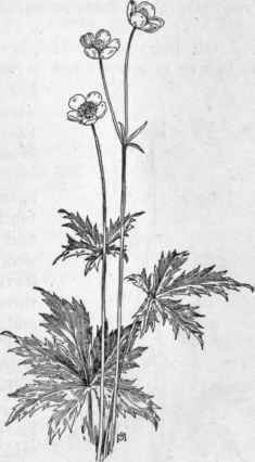 Fig. 109.   Meadow Buttercup (Ranunculus acris). X 1/4.