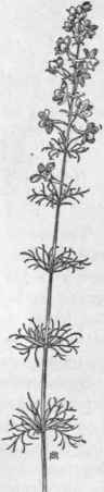 Fig. 111.  Field Larkspur (Delphinium Consolida). X 1/5.