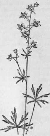 Fig. 113.   Small or Menzies Larkspur (Delphinium Menziesii). X 1/4.