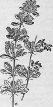 Fig. 115.   Common Barberry (Berberis vulgaris). X 1/4