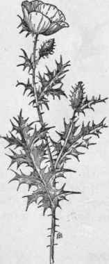 Fig. 118.   Prickly Poppy (Argemone mexicana). X 1/5.