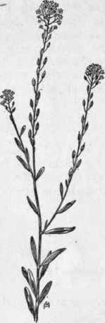 Fig. 119.   Gray Ber teroa (Berteroa incana) X1/3.
