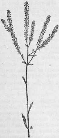 Fig. 121.   Common Pepper grass (Lepidium virginicum).