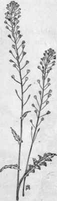 Fig. 124. Shepherd's Purse (Capsella Bursa pas toris). X 1/4.