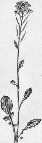 Fig. 129.   Indian Mustard (Brassica juncea). X 1/4.