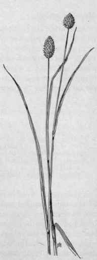 Fig. 13.   Canary grass (Pha laris canariensis). X 1/4.