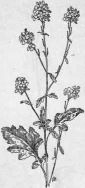 Fig. 131.   Black Mustard (Brassica nigra).