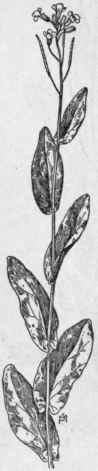 Fig. 133.  Hare's ear Mustard (Conringia orientalis). X 1/3.